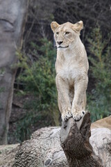 African White Lioness standing on tree stump