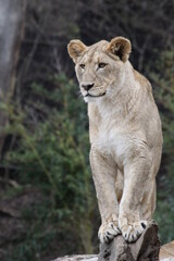 African White Lioness Standing Alert