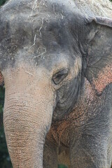 Fototapeta premium Front Side view of Elephant Face