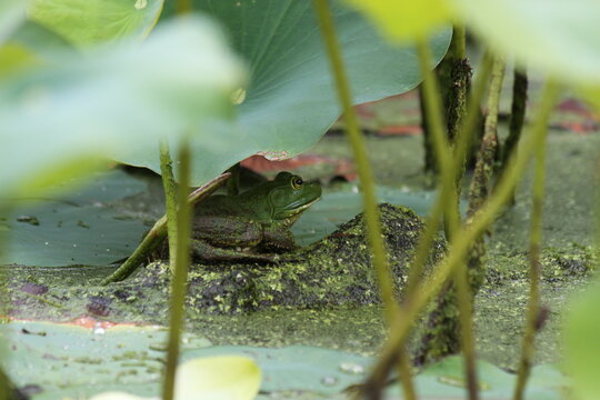 American Bull Frog in shade of Lily Pad