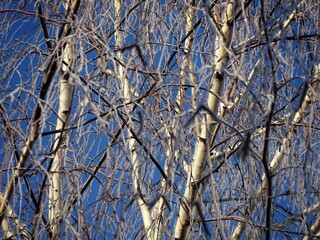 Birch tree