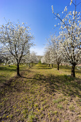 flowering cherry orchard near Cejkovice, Southern Moravia, Czech Republic