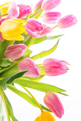 Pink and white tulips on a white background.