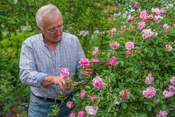 Senior man cut roses on a sunny day. Spring and summer gardening.