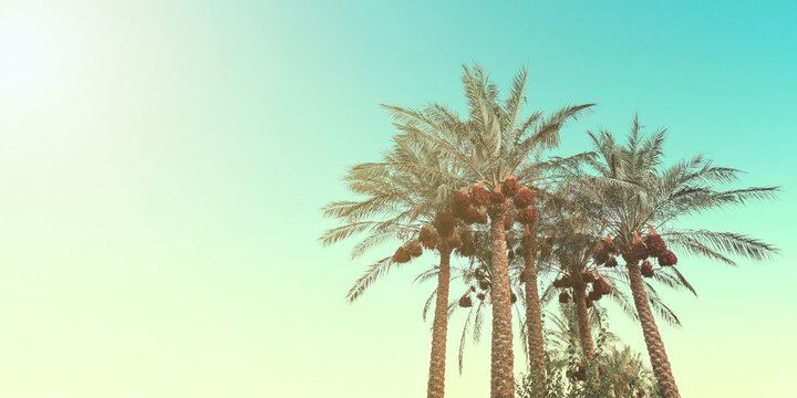 Palm trees against the backdrop of a blue sky