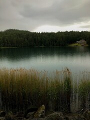 Forest lake shore on nasty day
