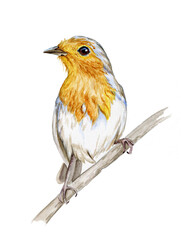 european robin isolated on white background