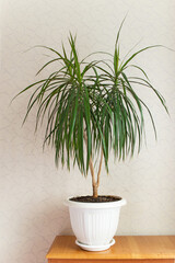 An indoor plant palm tree in a white flowerpot stands on a chest of drawers. Selective focus. Dracaena Marginata in the interior on a light background. A green flower decorates the house.