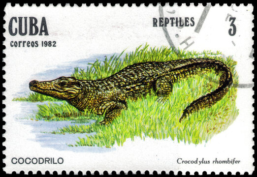 Postage stamp issued in the Cuba the image of the Cuban Crocodile, Crocodylus rhombifer. From the series on Reptiles, circa 1982