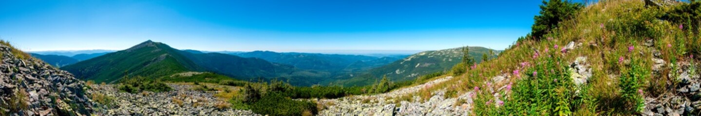 beautiful panorama with alpine pine and mountains under blue sky