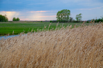 Summer day. Bunches of dry last year's grass in a green meadow. Against the background of rare trees and cloudy sky..
