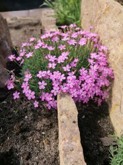 Alpine garden with natural stones and pink blooming carnation,clove,stonecrop.czech rolling pin with low plants