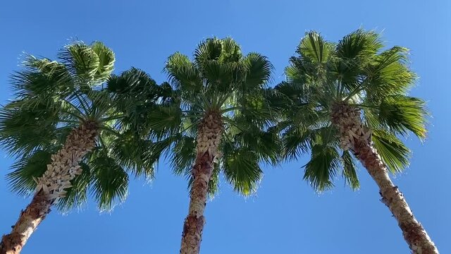 three tall palm trees blowing in the breeze wind on a clear blue sunny day