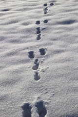 Rabbit tracks in the snow