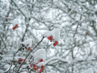 red berries in snow