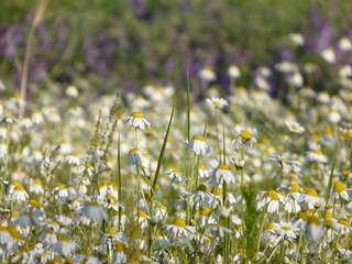 Meadow full of flowers