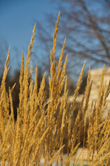 Wheat Plants in the Winter