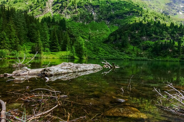 Fototapeta na wymiar old white tree in the water from a mountain lake