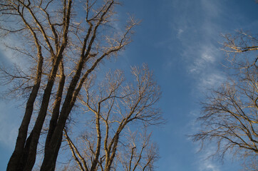 Fototapeta na wymiar Large Trees against the Blue Sky