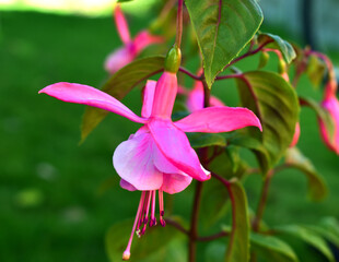 pink orchid flower
