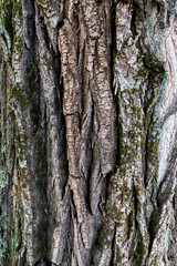 Close up of a tree. Brown tree bark, bark texture