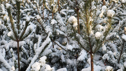 Many small trees. The branches of the Christmas tree are covered with snow, natural spruce. Winter background.