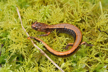 The orange brown form of Plethodon vehiculum, the  Western redback salamander
