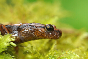 Close up of Western redback salamander, Plethodon vehiculum