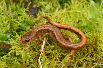 The rare Van Dyk's salamander, Plethodon vandykei from Washington state
