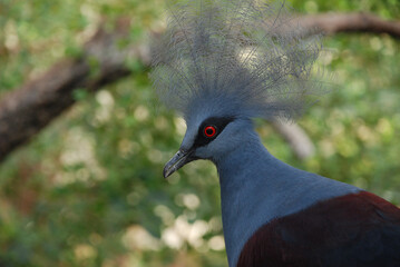 Western Crowned-Pigeon (Goura cristata) poses for portrait at Smithsonian National Zoo in Washington, D.C.
