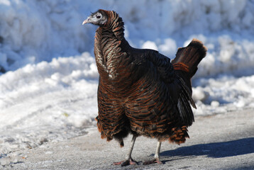 Zelda, famous Wild Turkey of Battery Park, Manhattan (NYC), struts beside a snow drift, crossing the road in the winter sun