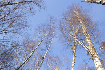 Birch trees against a blue sky on a frosty winter day.