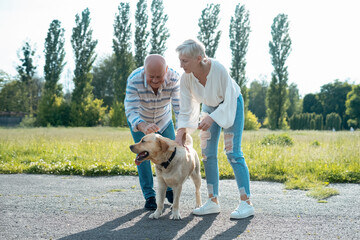 happy senior couple play with labrador retriever dog in sunny summer park