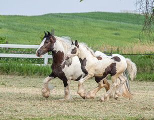 Gypsy Vanner Horse mare with foal at side run in grass paddock