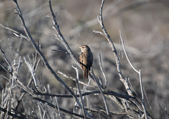 A Golden Crowned Sparrow in the morning sun