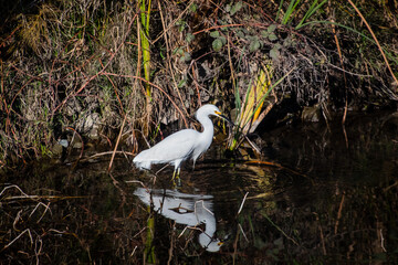 Egret wading in the water