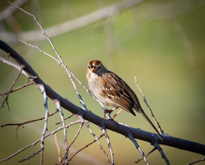 A Golden Crowned Sparrow in the morning sun