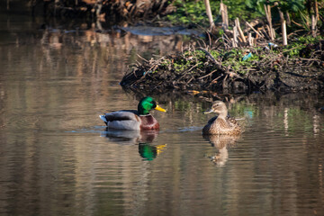 A pair of Mallards in the morning sun