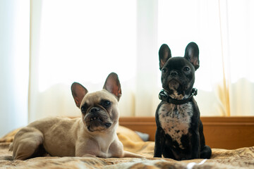 two cute french bulldog or puppy lying or resting on bed in room