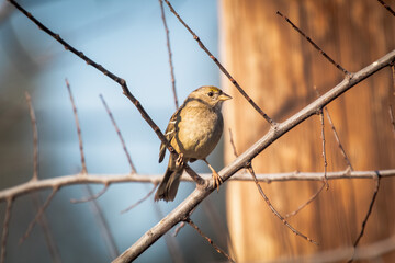 A Golden Crowned Sparrow in the morning sun