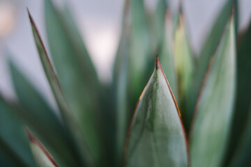 Close up shallow depth of field detail of blue glow Agave succulent plant leaves