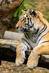 tiger in zoo