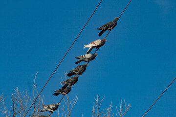 birds on wires