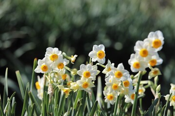 千早赤阪村　水仙の丘