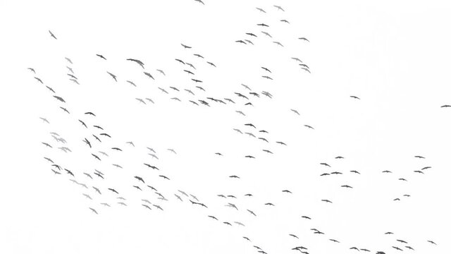 Sandhill cranes migrating south