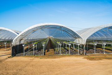 Greenhouses for young strawberry plants on the field in Santa Barbara County, California