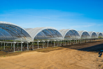 Fototapeta premium Greenhouses for young strawberry plants on the field in Santa Barbara County, California