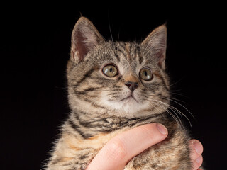 A portrait of a 2-3 month old kitten that sits in arms and looks