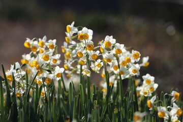千早赤阪村　水仙の丘