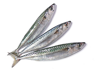 Three fresh mackerels